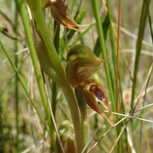 Oligochaetochilus aciculiformis at Tennent, ACT - suppressed