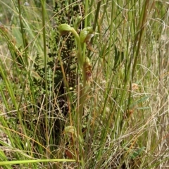 Oligochaetochilus aciculiformis at Tennent, ACT - suppressed