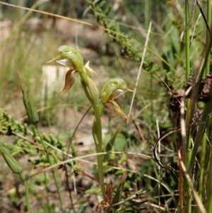 Oligochaetochilus aciculiformis at Tennent, ACT - suppressed