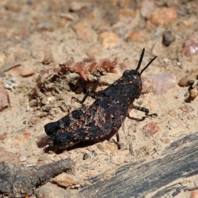 Acrididae sp. (family) (Unidentified Grasshopper) at Tennent, ACT - 18 Oct 2021 by CathB