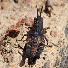 Acrididae sp. (family) at Tennent, ACT - 18 Oct 2021