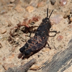 Acrididae sp. (family) at Tennent, ACT - 18 Oct 2021