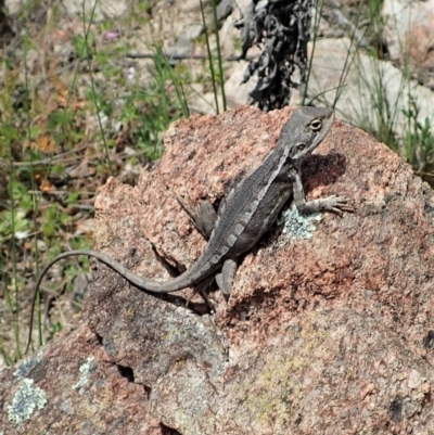 Diporiphora nobbi (Nobbi Dragon) at Tennent, ACT - 18 Oct 2021 by CathB