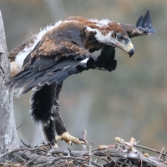 Aquila audax (Wedge-tailed Eagle) at Ainslie, ACT - 19 Oct 2021 by jb2602
