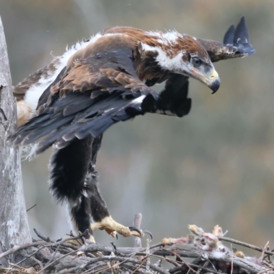 Aquila audax (Wedge-tailed Eagle) at Ainslie, ACT - 19 Oct 2021 by jb2602