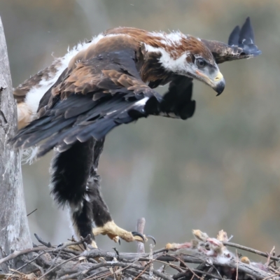 Aquila audax (Wedge-tailed Eagle) at Ainslie, ACT - 19 Oct 2021 by jbromilow50