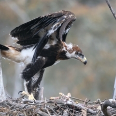 Aquila audax at Ainslie, ACT - 19 Oct 2021