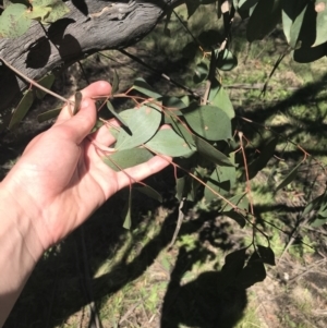 Eucalyptus stellulata at Mount Clear, ACT - 17 Oct 2021 01:11 PM