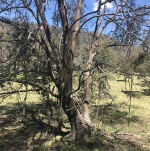 Eucalyptus stellulata at Mount Clear, ACT - 17 Oct 2021 01:11 PM