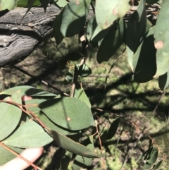 Eucalyptus stellulata at Mount Clear, ACT - 17 Oct 2021 01:11 PM