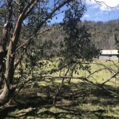 Eucalyptus stellulata at Mount Clear, ACT - 17 Oct 2021 01:11 PM