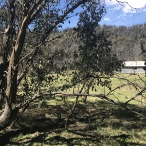 Eucalyptus stellulata at Mount Clear, ACT - 17 Oct 2021 01:11 PM