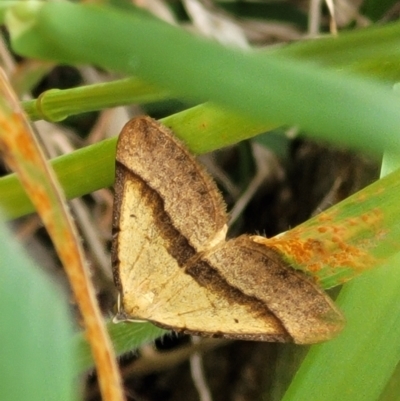 Anachloris subochraria (Golden Grass Carpet) at Denman Prospect, ACT - 21 Oct 2021 by tpreston