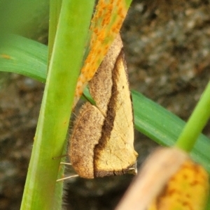 Anachloris subochraria at Denman Prospect, ACT - 21 Oct 2021 11:42 AM