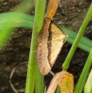 Anachloris subochraria at Denman Prospect, ACT - 21 Oct 2021