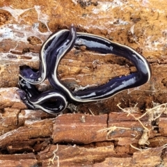 Caenoplana coerulea (Blue Planarian, Blue Garden Flatworm) at Molonglo Valley, ACT - 21 Oct 2021 by trevorpreston