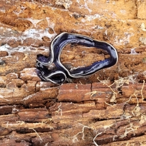 Caenoplana coerulea at Molonglo Valley, ACT - 21 Oct 2021