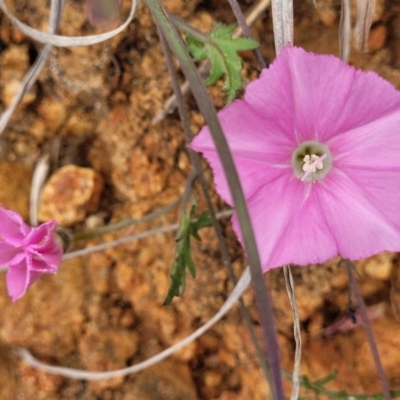 Convolvulus angustissimus subsp. angustissimus (Australian Bindweed) at Molonglo Valley, ACT - 21 Oct 2021 by tpreston