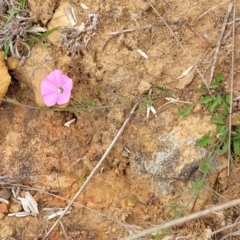 Convolvulus angustissimus subsp. angustissimus at Molonglo Valley, ACT - 21 Oct 2021 11:57 AM