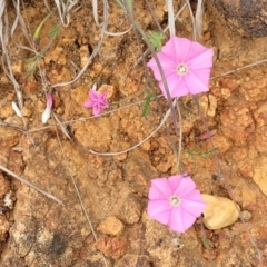 Convolvulus angustissimus subsp. angustissimus at Molonglo Valley, ACT - 21 Oct 2021 11:57 AM