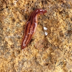 Anzoplana trilineata (A Flatworm) at Molonglo Valley, ACT - 21 Oct 2021 by trevorpreston