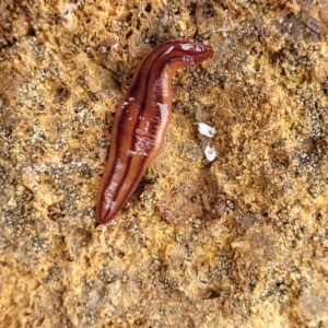 Anzoplana trilineata at Molonglo Valley, ACT - 21 Oct 2021