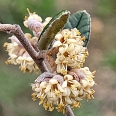 Pomaderris betulina subsp. betulina (Birch Pomaderris) at Molonglo River Reserve - 21 Oct 2021 by tpreston