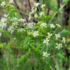 Conium maculatum (Hemlock) at Molonglo River Reserve - 21 Oct 2021 by tpreston