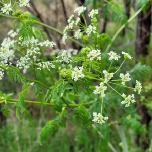 Conium maculatum at Molonglo Valley, ACT - 21 Oct 2021