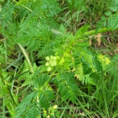 Conium maculatum at Molonglo Valley, ACT - 21 Oct 2021