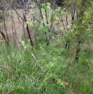 Conium maculatum at Molonglo Valley, ACT - 21 Oct 2021 12:10 PM