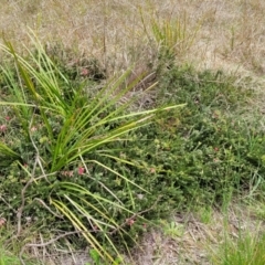 Grevillea lanigera at Denman Prospect, ACT - 21 Oct 2021