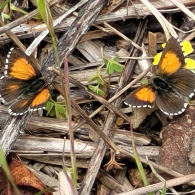 Lucia limbaria (Chequered Copper) at Denman Prospect, ACT - 21 Oct 2021 by tpreston
