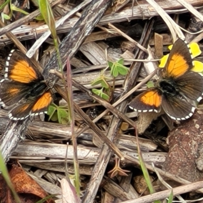 Lucia limbaria (Chequered Copper) at Molonglo River Reserve - 21 Oct 2021 by tpreston