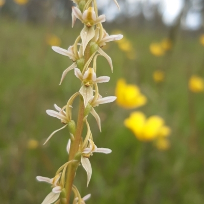 Prasophyllum petilum (Tarengo Leek Orchid) at Hall, ACT - 20 Oct 2021 by mlech