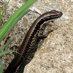 Eulamprus heatwolei (Yellow-bellied Water Skink) at Denman Prospect, ACT - 21 Oct 2021 by trevorpreston