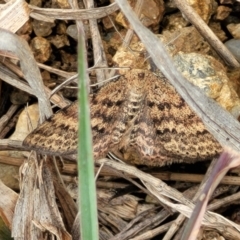 Scopula rubraria (Reddish Wave, Plantain Moth) at Molonglo Valley, ACT - 21 Oct 2021 by tpreston