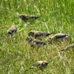 Stizoptera bichenovii (Double-barred Finch) at Murrumbateman, NSW - 17 Oct 2021 by MatthewFrawley