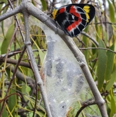 Delias harpalyce (Imperial Jezebel) at Pialligo, ACT - 20 Oct 2021 by Helberth