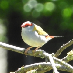 Neochmia temporalis (Red-browed Finch) at Murrumbateman, NSW - 17 Oct 2021 by MatthewFrawley