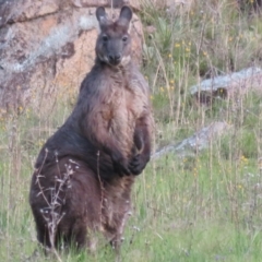 Osphranter robustus robustus (Eastern Wallaroo) at Booth, ACT - 18 Oct 2021 by Christine