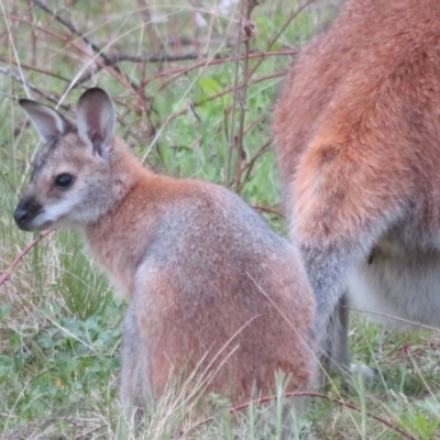 Notamacropus rufogriseus (Red-necked Wallaby) at Namadgi National Park - 18 Oct 2021 by Christine