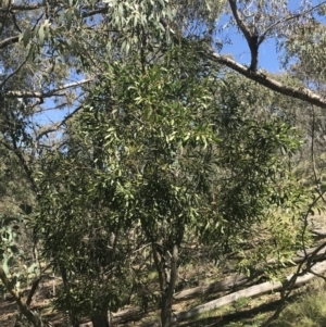 Acacia melanoxylon at Mount Clear, ACT - 17 Oct 2021