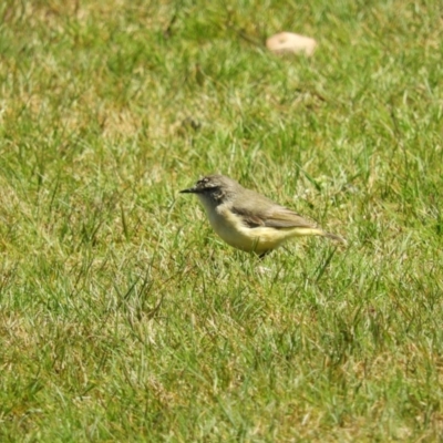 Acanthiza chrysorrhoa (Yellow-rumped Thornbill) at Murrumbateman, NSW - 17 Oct 2021 by MatthewFrawley