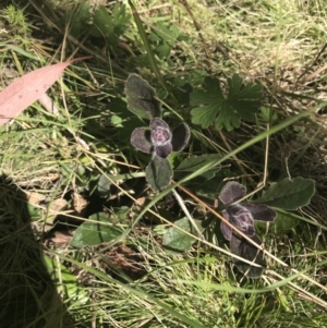 Ajuga australis at Mount Clear, ACT - 17 Oct 2021