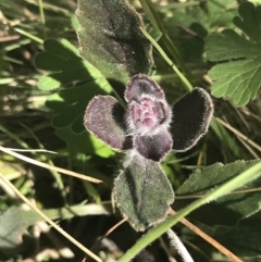 Ajuga australis at Mount Clear, ACT - 17 Oct 2021 01:14 PM