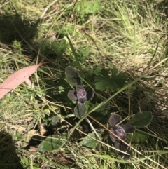 Ajuga australis at Mount Clear, ACT - 17 Oct 2021 01:14 PM