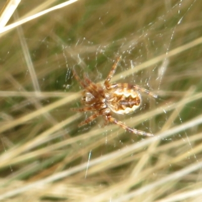 Araneus hamiltoni (Hamilton's Orb Weaver) at Mount Clear, ACT - 18 Oct 2021 by Christine