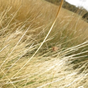 Araneus hamiltoni at Mount Clear, ACT - 18 Oct 2021