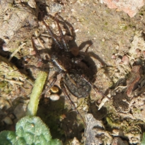 Artoria sp. (genus) at Mount Clear, ACT - 18 Oct 2021